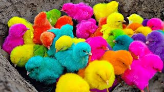 Menangkap Ayam Lucu ayam warna warni ayam rainbow kelinci lucu bebek lucu ikan koi Hewan Lucu [upl. by Aivekahs]