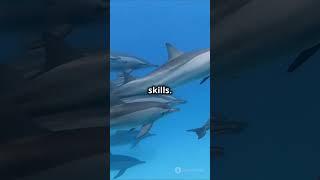 3 most intelligent animals in the world youtubeshorts fyp animalfacts facts [upl. by Kciredohr]