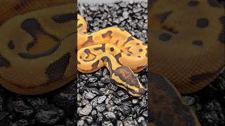 Enchi Pied DG or 66 Desert Ghost ball python [upl. by Rabbaj]