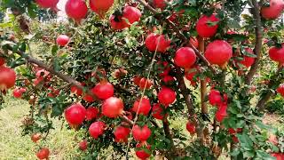 Export oriented Pomegranate Cultivation [upl. by Aislehc]