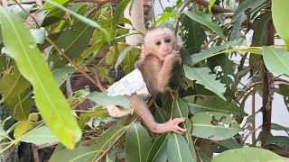 Adorable Lil Bubu Clinq On Small Tree Tightly While Mom To Bring For Daytime Snack To Him [upl. by Leahci]