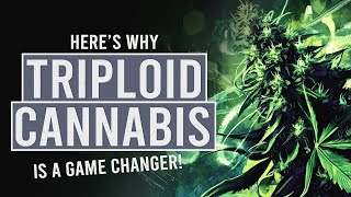 Triploid Cannabis Why Everyone’s Talking About It [upl. by Gough]