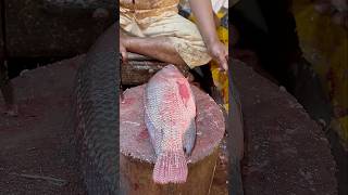 Amazing Tilapia Fish Cutting fishcuttinginbangladesh bdfishcutting fishcuttingskill fish [upl. by Aixela]