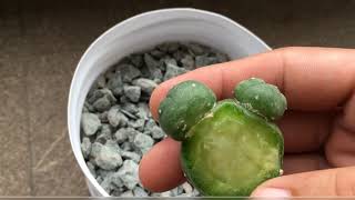 Degrafted Lophophora Cutting After 2 Months in Fall Season [upl. by Edora561]