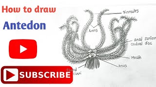 How to draw Antedon Diagram  Phylum Echinodermata  Step by step  howtodraw echinodermata [upl. by Adekahs]