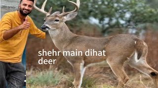 shehr main dihat old deer kaha gai [upl. by Alejandra]