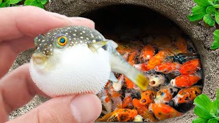 Catch Ornamental Puffer Fish In Tiny Pond Flowerhorn Fish Red Ranchu Fish White Ranchu Fish Koi [upl. by Nitsug]