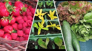 Taking Softwood Cuttings And Soft Fruit And Salad Harvest [upl. by Hebbe]