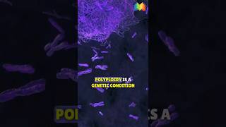 Polyploidy [upl. by Ayr]