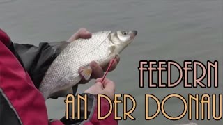 Feedern an der Donau auf Rußnasen und Brassen  AnglerboardTV [upl. by Aniwde816]