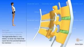 Arthrology of the spinal column the ligaments [upl. by Nohsal]