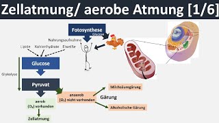 Zellatmung  aerobe Atmung  Überblick amp Zusammenfassung 16  Biologie Oberstufe [upl. by Ahsenrat]