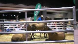 Guy McLean liberty training at WEG 2010 PART 2 [upl. by Nicky]