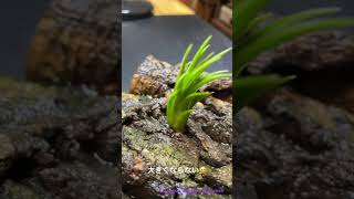 Tillandsia ionantha Evolution （イオナンタ エボリューション） Littie chang🥱 [upl. by Marron658]