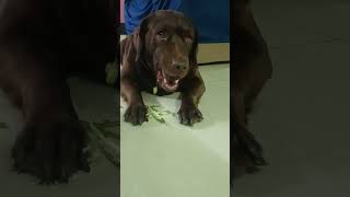 labrador cocolove doglover cocoworld motu 🥰🫠 [upl. by Wilfred246]