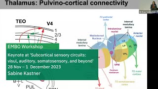 EMBO Workshop Subcortical sensory circuits visual auditory somatosensory and beyond [upl. by Goldin821]