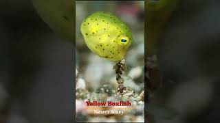 Natures Beauty  Yellow Boxfish [upl. by Meggie]