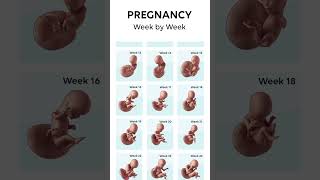 👶 Baby Growth from 0 to 9 months  Week by Week Baby Development  Pregnancy Tracker preganancy [upl. by Malha615]