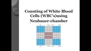 White blood cell WBCs count using Neubauer chamber 💉 [upl. by Antoinette]