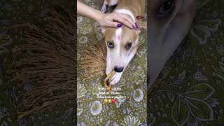 KIWI 🐕 ke koto tel dite hoi 😂😅🧿 doglover dog KIWI ritasworld viralvideo shorts funny pets [upl. by Jola]