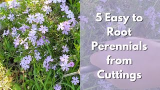 5 Easy to Root Perennials from Cuttings Salvia Catmint Phlox Monarda Lemon balm [upl. by Huskamp]