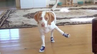 Funny Dogs in Boots 2014 NEW HD [upl. by Sosna]