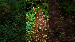 Stick Song  nature relax heyduggeevideos [upl. by Karlie]