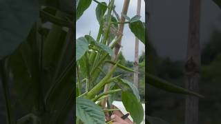 Okra cluster beans harvesting terrace garden organic farming [upl. by Heida608]