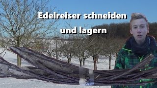 Edelreiser richtig schneiden und lagern [upl. by Ilatfan]