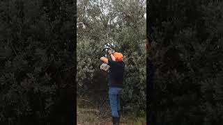 PODANDO RAMAS ALTAS DEL OLIVOchainsaw motosierra nature olivertree [upl. by Anilem]