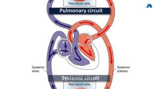 Basic Revision of the Cardiovascular System [upl. by Grieve]