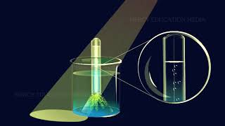 Oxygen is Evolved During Photosynthesis Hydrilla Experiment [upl. by Erkan]