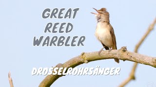 Great Reed Warbler Call birds birdsounds [upl. by Graces]