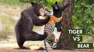 DEADLY Predator Battle Siberian Tiger VS Kodiak Bear [upl. by Aenitsirhc]