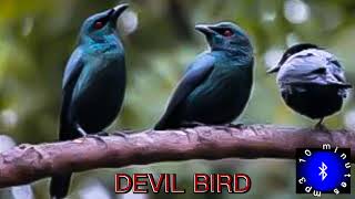 ASIAN GLOSSY STARLING SOUNDS  DEVIL BIRD CALLS huntsmanph [upl. by Stochmal155]