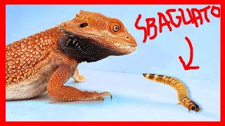 Guida alla cura Pogona  Come tenere un Drago Barbuto [upl. by Anialad]