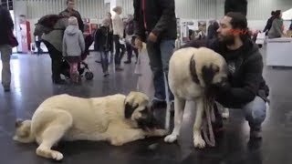 Köpek fuarında Kangallara büyük ilgi [upl. by Yelha]