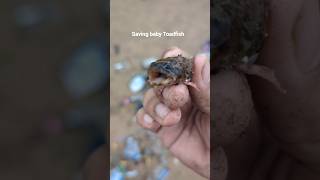 Sending baby toad fish back home 🌊 wildlife marinerescue savemarinelife toadfish marineanimals [upl. by Andrej651]