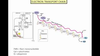 Microbial Metabolism  Part 2mp4 [upl. by Etta]