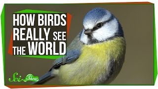 How Birds Really See the World [upl. by Ninnahc861]