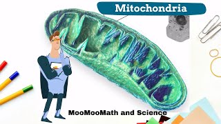 What happens in the mitochondria [upl. by Anilocin934]