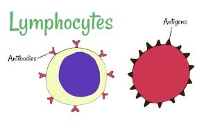 Cell Defence Lymphocytes and Phagocytes [upl. by Jarlen]