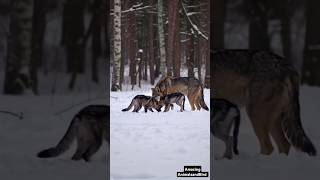 Majestic Snow Black Wolf Playing with Adorable Cubs in a Winter Wonderland [upl. by Brice129]