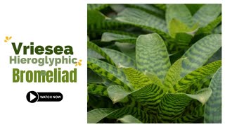 Vriesea Hieroglyphica Bromeliad  King of Bromeliads  TinyLeaf [upl. by Retswerb]