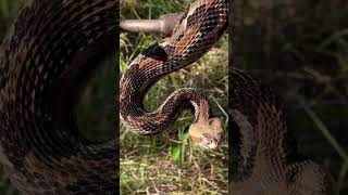 Canebrake rattlesnake Venomous shortsfeed nature nature [upl. by Nahgeam972]