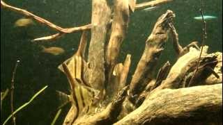 Amazon Biotope Aquarium [upl. by Estel]