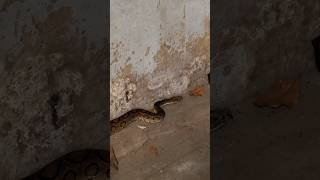 എലിമാളം വീണ്ടും പണിയുണ്ടാക്കി🐍  Rescuing a Russells Viper dangeroussnake sarpa snakerescue [upl. by Steinman]