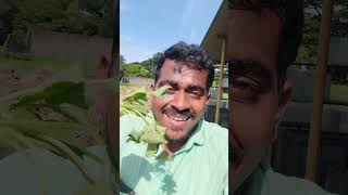 வல்லாரை vallaraikeerai vallarai herbalife herbal  ar suman [upl. by Ennaesor]