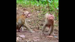 monkey much excited when see grandma  Pet planet  BBC Earth [upl. by Yssep821]