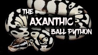 The spectacular Axanthic ball python [upl. by Anima]